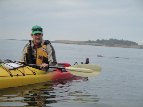 Kayaking lopez with harbor seal in the background.