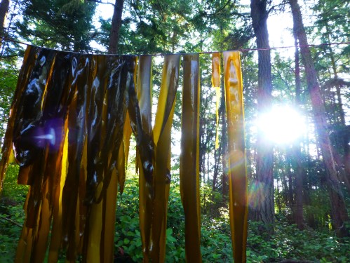 the kelp clothes line