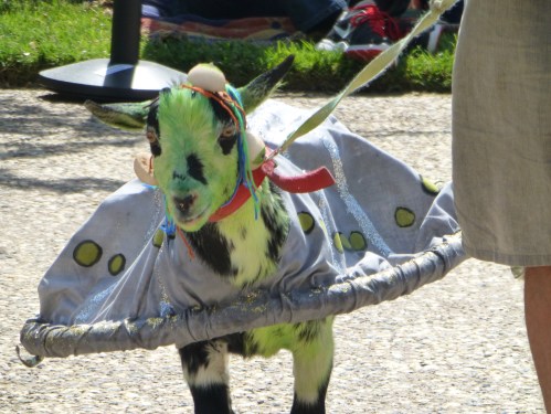 goat-saucer