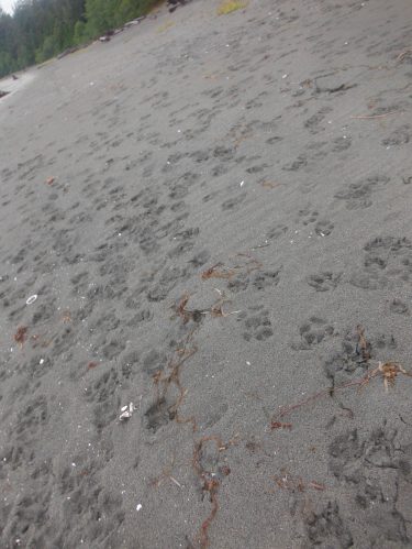 Wolf prints, lots of wolf prints 