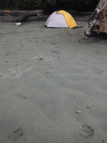 Wolf prints near the tent.