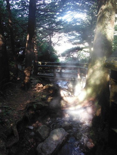 Hot spring stream through the forest