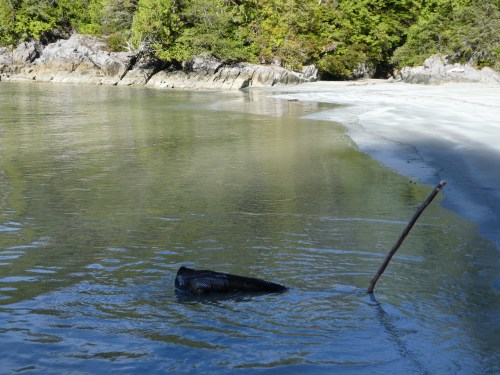 Beers cooling in the surf. 
